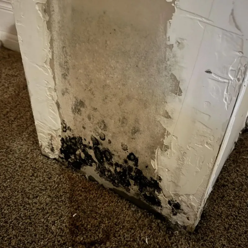 Professional Mold Removal in Lower Burrell, PA